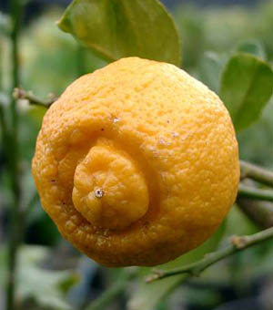  Померанец— Citrus aurautium L., subspecies amara Engl