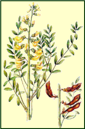  Софора японская — Sophora japonica L. 