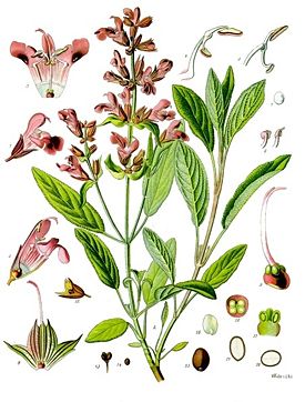  Шалфей лекарственный — Salvia officinalis L